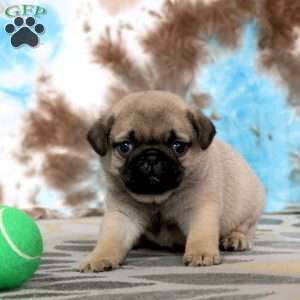 Carlos, Pug Puppy